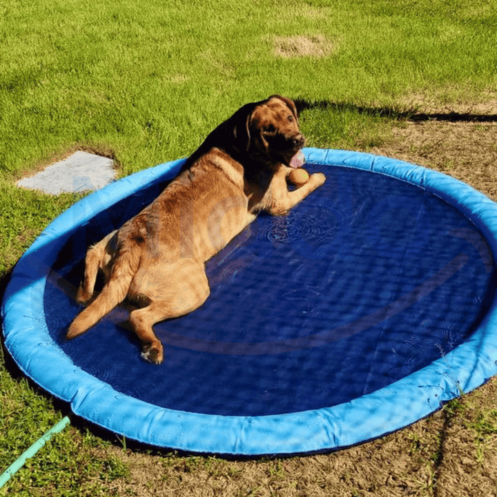 PetSplash™ | De leukste verkoeling voor jouw viervoeter!