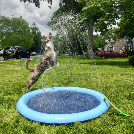 PetSplash™ | De leukste verkoeling voor jouw viervoeter!